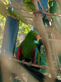 Lost Eclectus