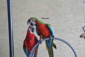 Lost Macaw