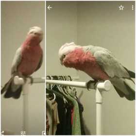 Lost Galah Cockatoo