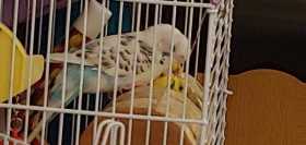 Lost Parakeet