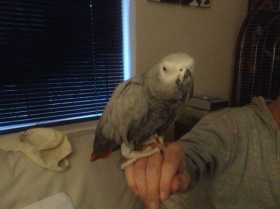 Lost African Grey