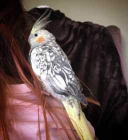 Lost Cockatiel