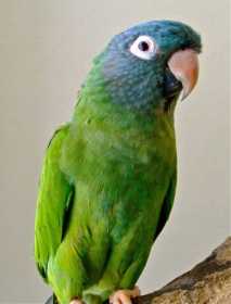 Lost Conure