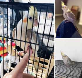 Lost Cockatiel