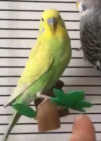 Lost Budgerigar