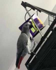 Lost African Grey