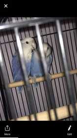 Lost Lovebird