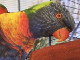 Lost Lory / Lorikeet