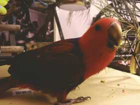 Lost Eclectus