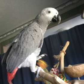 Lost African Grey