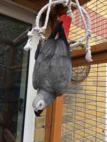 Lost African Grey