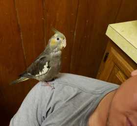 Lost Cockatiel