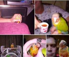 Lost Conure