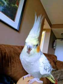 Lost Cockatiel