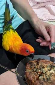 Lost Conure