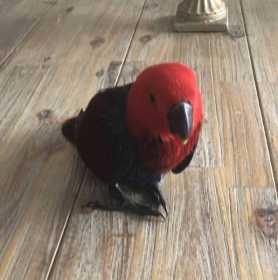 Lost Eclectus