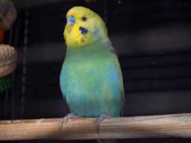 Lost Budgerigar