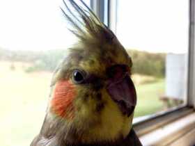 Lost Cockatiel