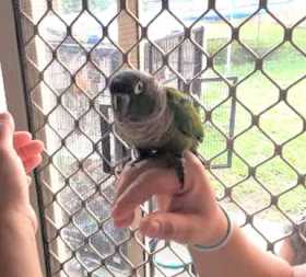 Lost Conure