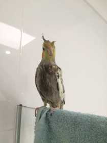 Lost Cockatiel