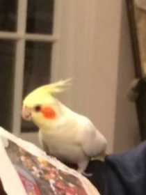 Lost Cockatiel