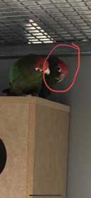 Lost Conure