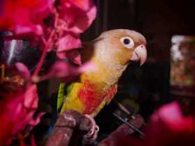 Lost Conure
