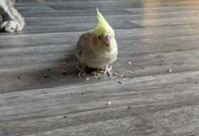 Lost Cockatiel