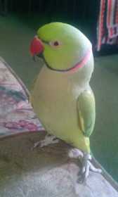 Lost Indian Ringneck Parakeet