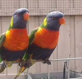 Lost Lory / Lorikeet