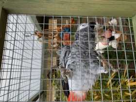 Lost African Grey