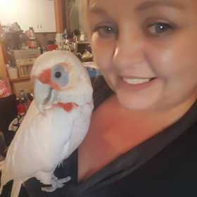 Lost Corella Cockatoo