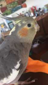 Lost Cockatiel