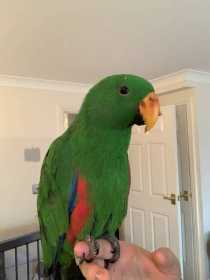 Lost Eclectus