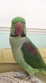 Lost Alexandrine