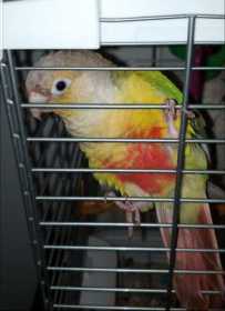 Lost Conure