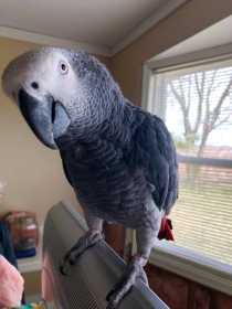 Lost African Grey