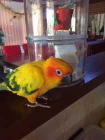 Lost Conure