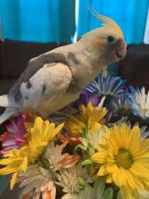 Lost Cockatiel