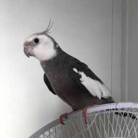 Lost Cockatiel