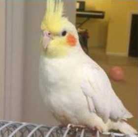 Lost Cockatiel