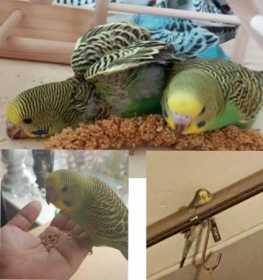 Lost Budgerigar