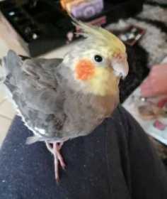 Lost Cockatiel