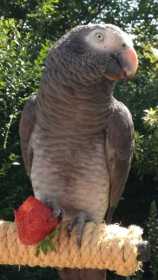 Lost African Grey