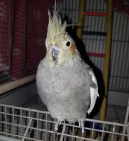 Lost Cockatiel