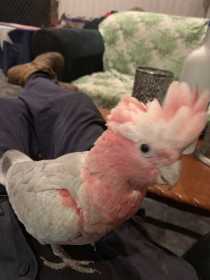 Lost Galah Cockatoo