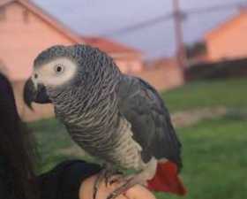 Lost African Grey