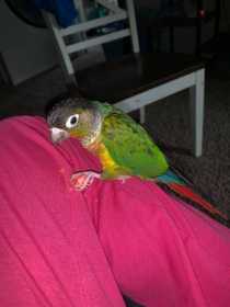 Lost Conure