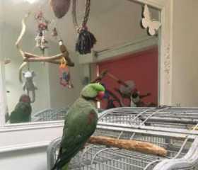 Lost Alexandrine