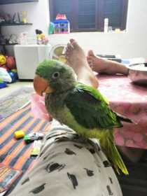 Lost Alexandrine